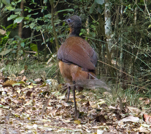 Albert's lyrebird (Menura alberti) Male