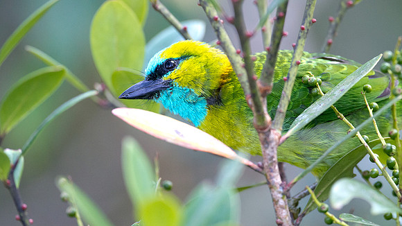 Golden-naped Barbet (Megalaima pulcherrima)