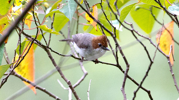 Chestnut-crested Yuhina (Yuhina everetti)
