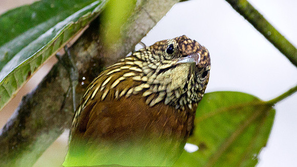 Montane Woodcreeper (Lepidocolaptes lacrymiger)