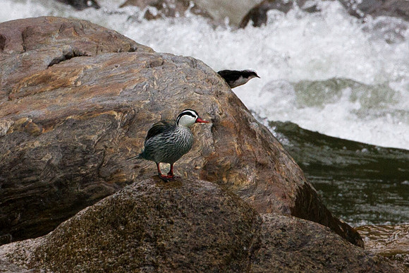 Torrent Duck (Merganetta armata)