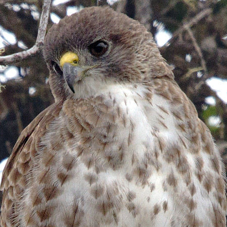 Hawaiian Hawk or ʻIo (Buteo solitarius)