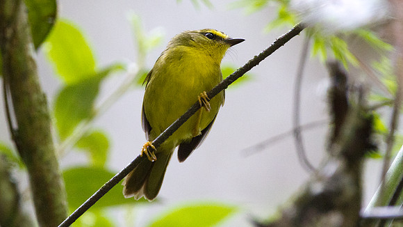 Pale-legged Warbler (Basileuterus signatus)