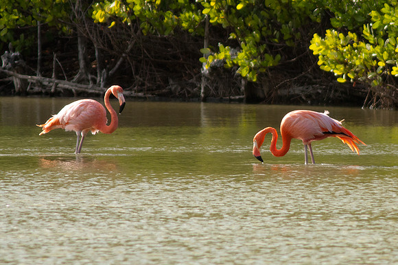 Greater Flamingo (Phoenicopterus roseus)