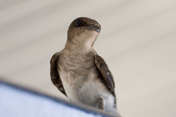 Northern Rough-winged Swallow (Stelgidopteryx serripennis) juvenile
