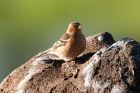 Chaffinch (Fringilla coelebs)