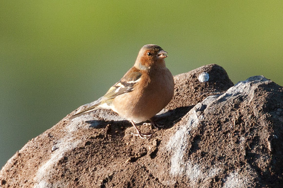 Chaffinch (Fringilla coelebs)