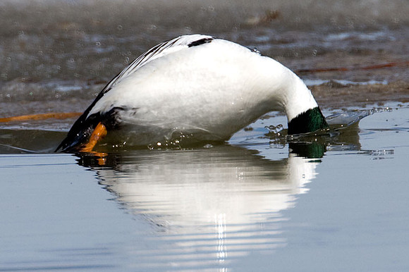 Common Goldeneye (Bucephala clangula)