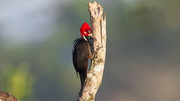 Crimson-crested Woodpecker (Campephilus melanoleucos)