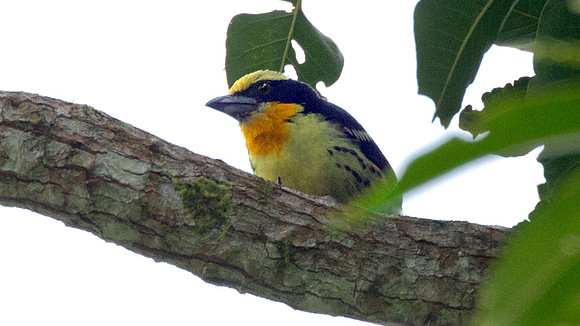Gilded Barbet (Capito auratus)