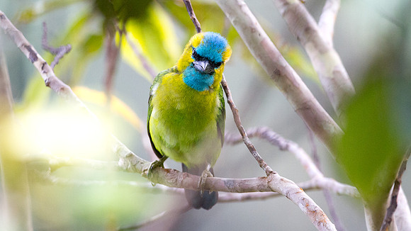 Golden-naped Barbet (Megalaima pulcherrima)