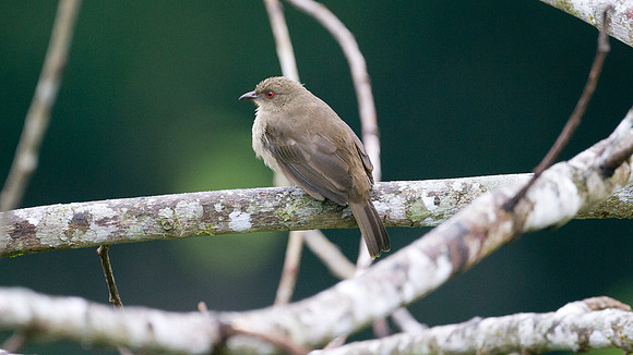 ?Red-eyed Bulbul (Pycnonotus brunneus)?