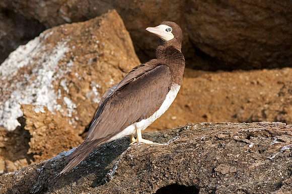 Brown Booby (Sula leucogaster)