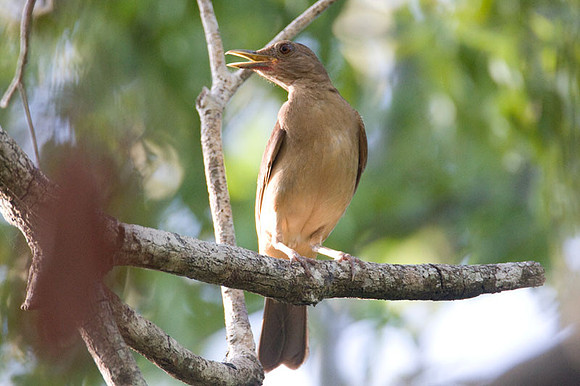 Clay-colored Thrush (Turdus grayi)