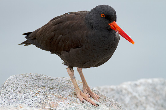 Black Oystercatcher (Haematopus bachmani)