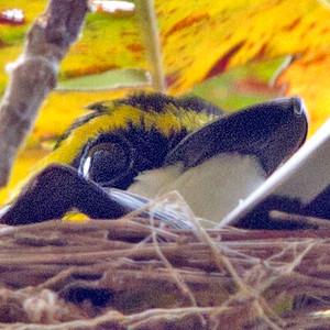 Yellow-breasted boatbill (Machaerirhynchus flaviventer)