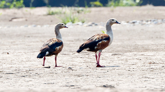 Orinoco Goose (Neochen jubata)