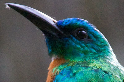 Great Jacamar (Jacamerops aureus)