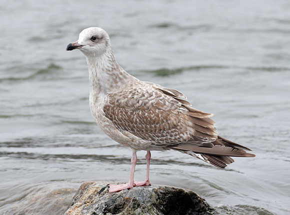 European Herring Gull (Larus argentatus)