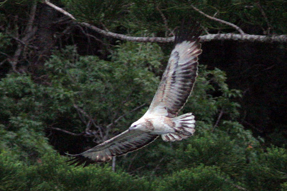 White-bellied Sea Eagle (Haliaeetus leucogaster) juvenile; also known as White-breasted Sea-eagle