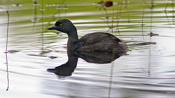 Least Grebe (Tachybaptus dominicus)