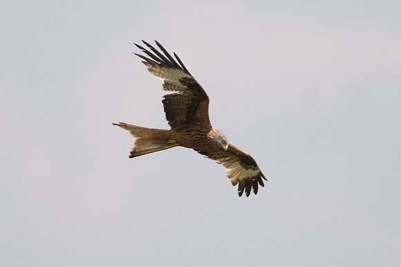 Red Kite (Milvus milvus)