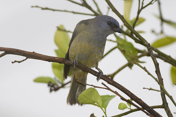 Yellow-winged Tanager (Thraupis abbas)