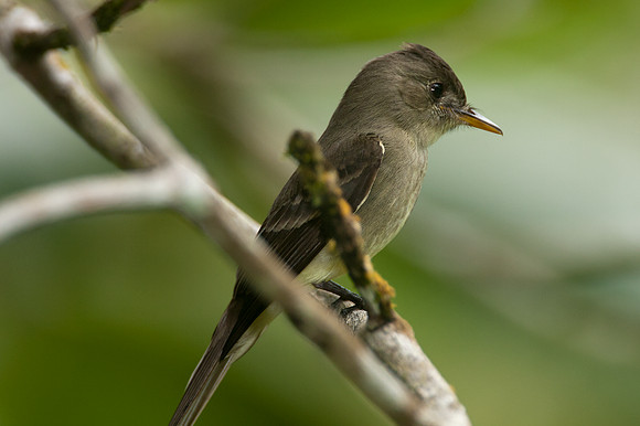 Tropical Pewee (Contopus cinereus)