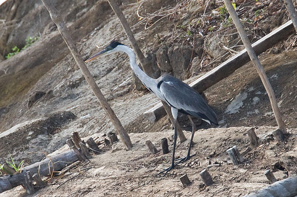 Cocoi Heron (Ardea cocoi)