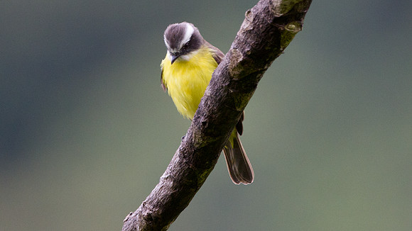 Social Flycatcher (Myiozetetes texensis)
