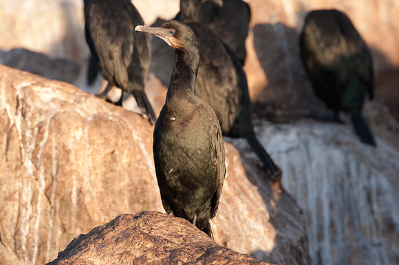 Brandt's Cormorant (Phalacrocorax penicillatus)