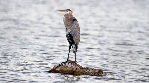 Great Blue Heron (Ardea herodias)