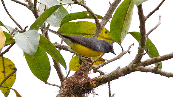 Slate-throated Redstart (Myioborus miniatus)