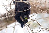 Black howler (Alouatta caraya)