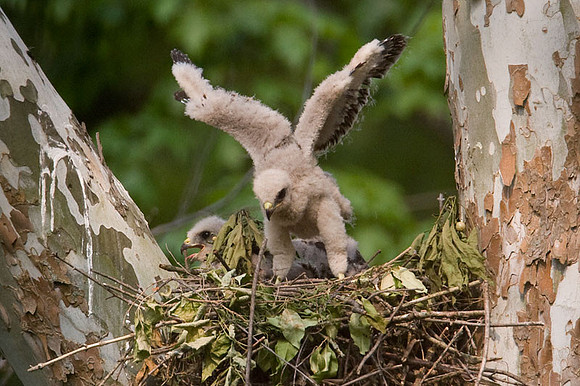 Red-shouldered Hawk (Buteo lineatus) juvenile