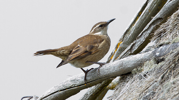 Stout-billed Cinclodes (Cinclodes excelsior)