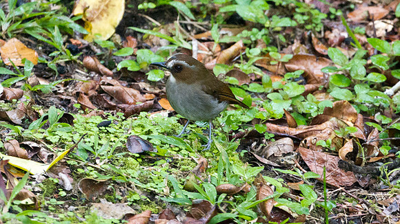 Eyebrowed Jungle Flycatcher (Rhinomyias gularis)