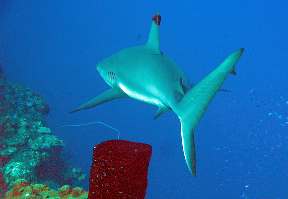 Caribbean Reef Shark