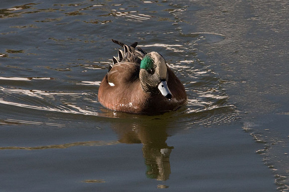 American Wigeon (Anas americana)