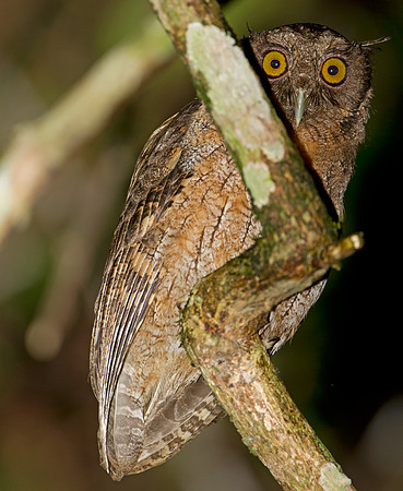 Tawny-bellied Screech Owl (Megascops watsonii)