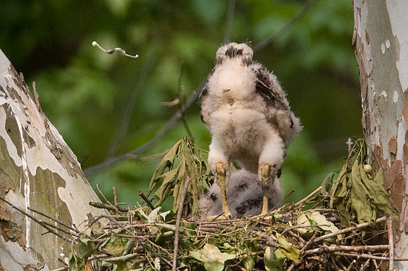 Red-shouldered Hawk (Buteo lineatus) juvenile