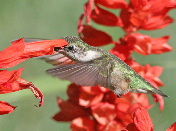 Ruby-throated Hummingbird (Archilochus colubris) female