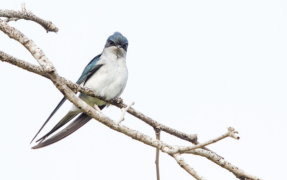 Grey-rumped treeswift (Hemiprocne longipennis)
