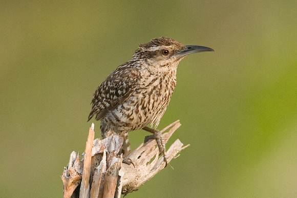 Yucatan Wren (Campylorhynchus yucatanicus)