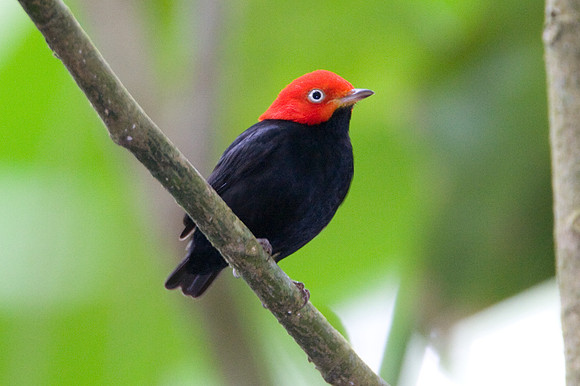 Red-capped Manakin (Pipra mentalis) male