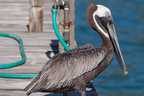 Brown Pelican (Pelecanus occidentalis)