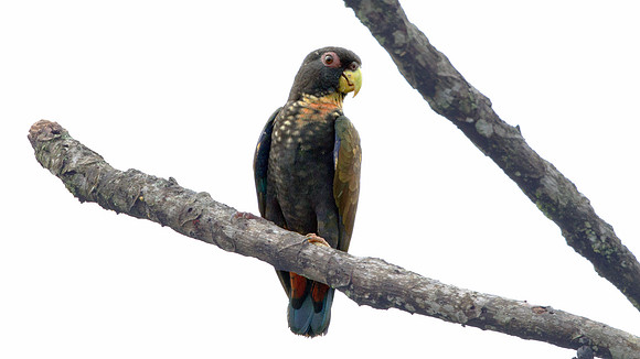 Bronze-winged Parrot (Pionus chalcopterus)