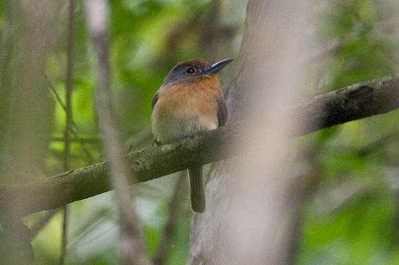 Grey-cheeked Nunlet (Nonnula frontalis)