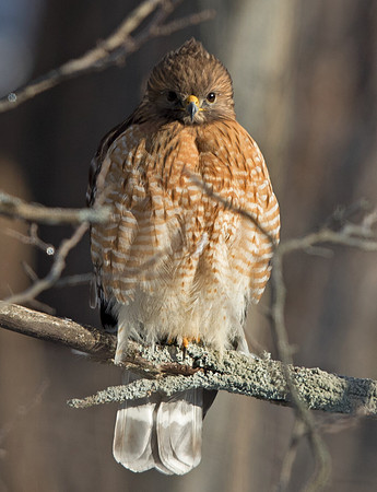 Red-shouldered hawk (Buteo lineatus)