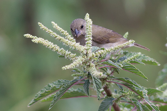 Black-faced Grassquit (Tiaris bicolor) female